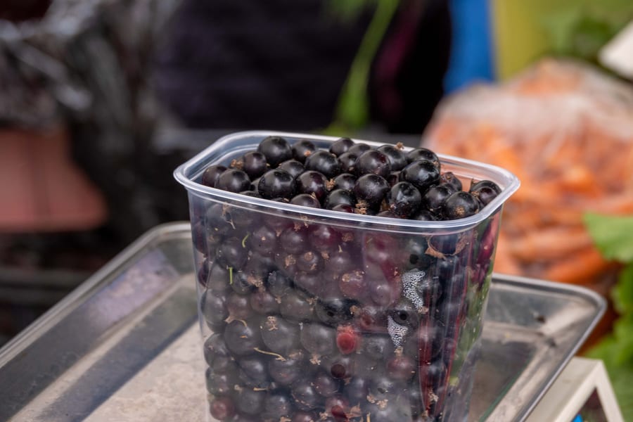 Black Currant